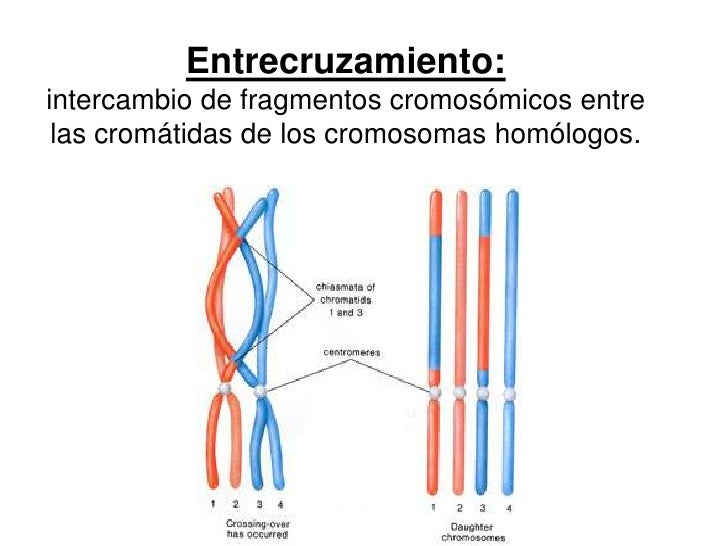 entrecruzamiento meiosis